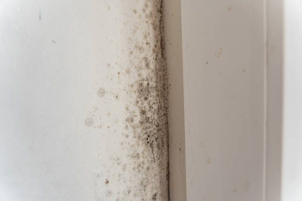 Best Commercial Mold Inspection  in Canal Winchester, OH